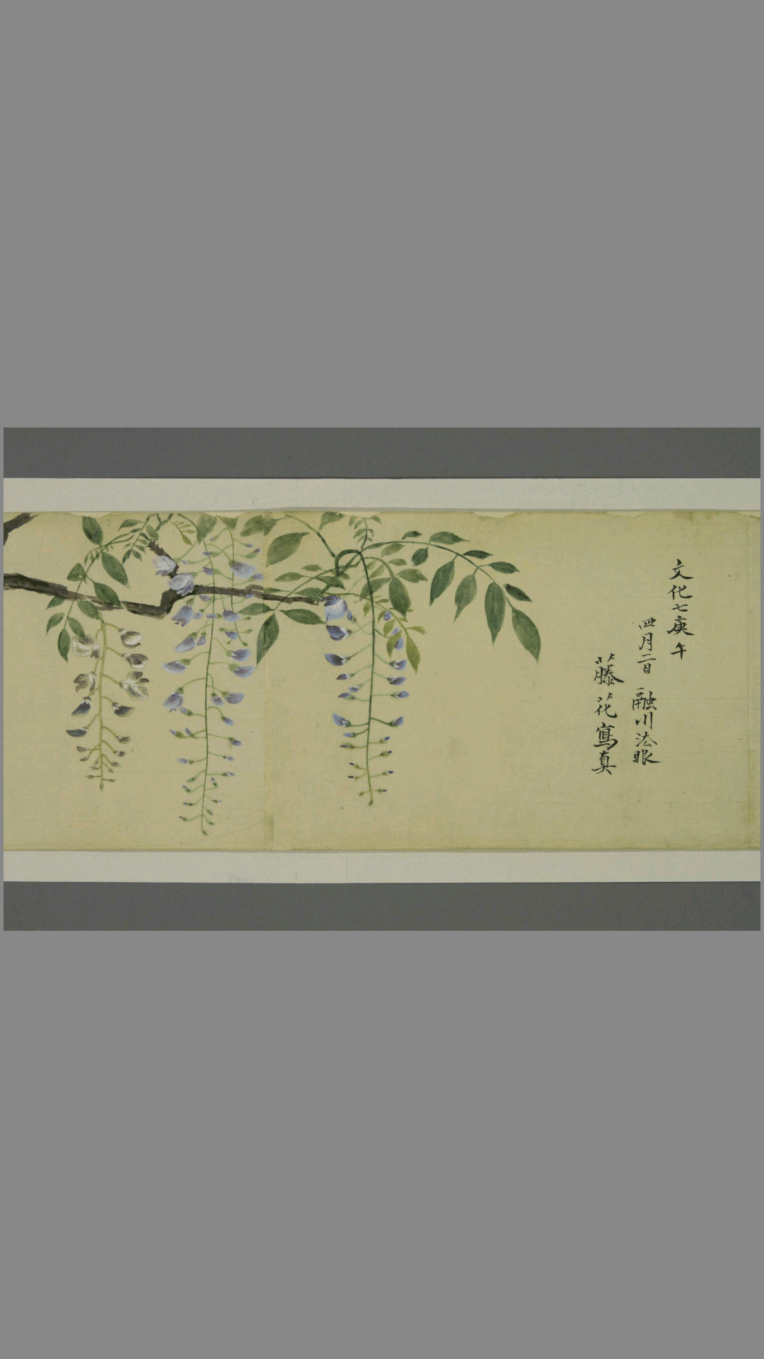 草花写生.狩野融川画