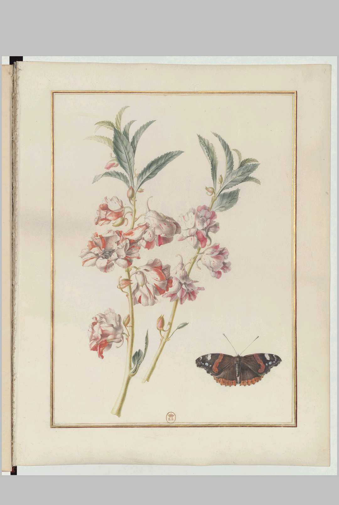 玛德琳-弗朗索瓦丝·巴斯波特.花卉绘画回忆