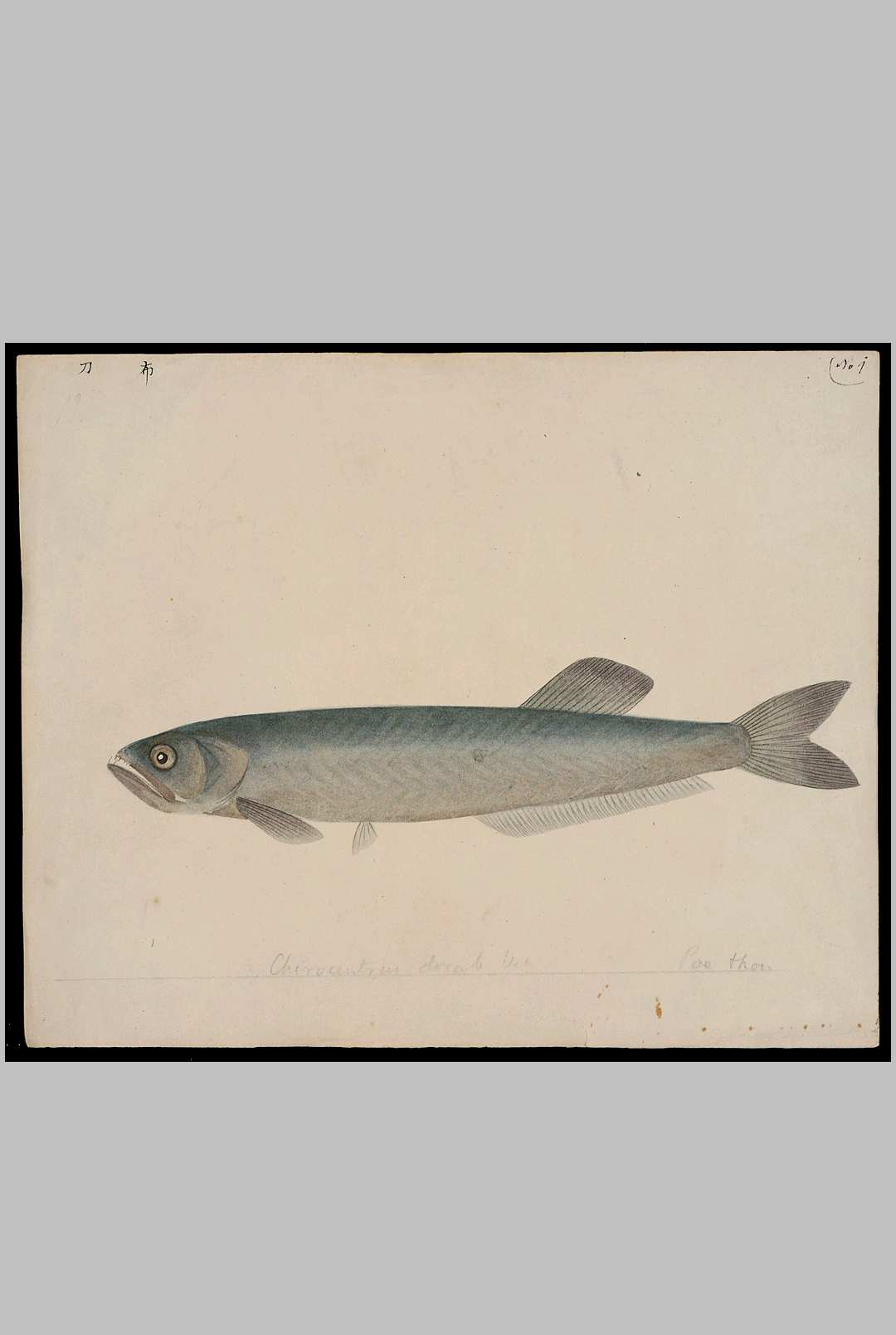 中国海鱼图解.Illustrations of Chinese fishes reptiles cephalopods and crustaceans