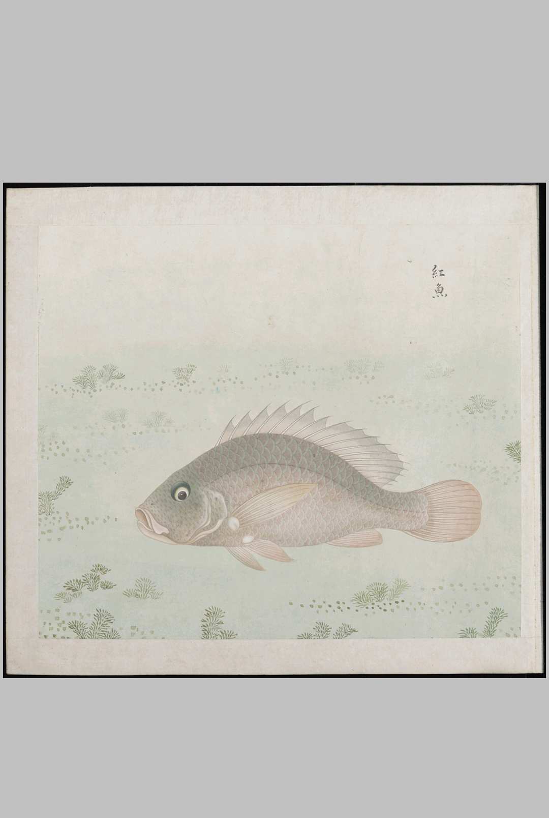 各样鱼图册.十二册.二百八十八幅.水粉.外销画.约1773-1776年